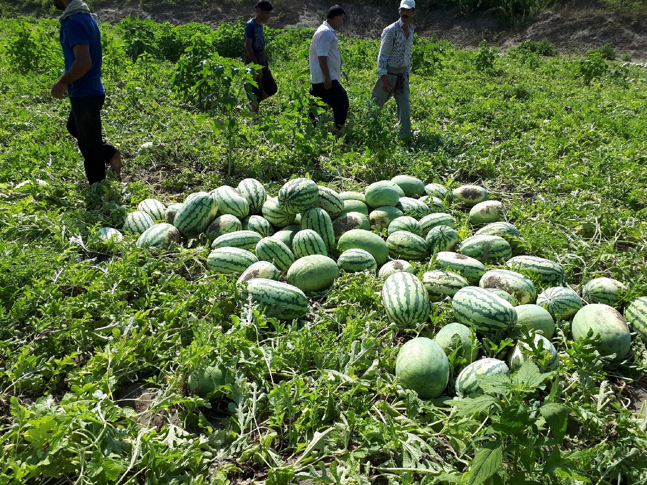 ورود هندوانه های گیلان به بازار