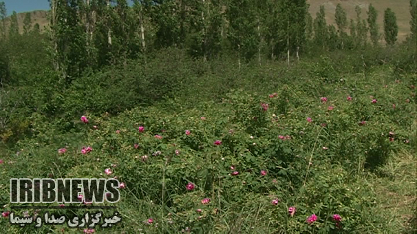 وزش باد 40 تا60 کیلومتر در زنجان وزش باد 40 تا60 کیلومتر در زنجان