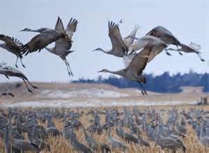 ریزگردها، میهمان ناخوانده آسمان اراک