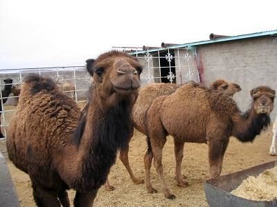 راهاندازی مزرعه پرورش شتر درآباده راهاندازی مزرعه پرورش شتر درآباده