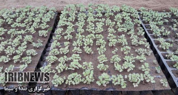 کاهش مصرف آب و افزایش عملکرد با کشت نشایی