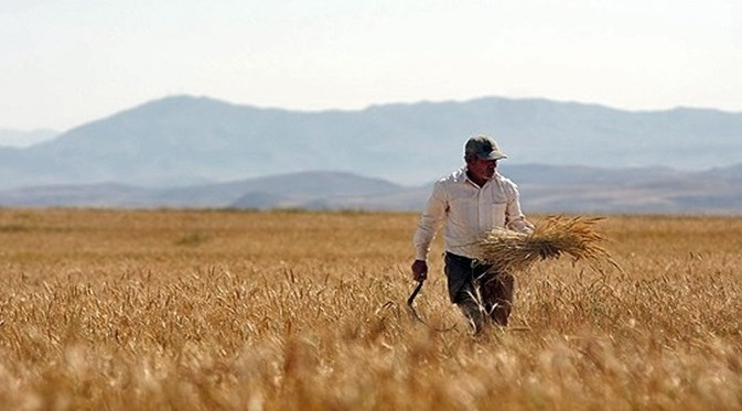 پرداخت ۷۵ درصد مطالبات گندم کاران کردستانی پرداخت ۷۵ درصد مطالبات گندم کاران کردستانی