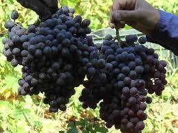 ورود نهال انگور ایتالیایی برای کشت در مزارع هفت تپه