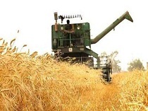 پرداخت مطالبات گندمکاران استان مرکزی بطور کامل پرداخت مطالبات گندمکاران استان مرکزی بطور کامل