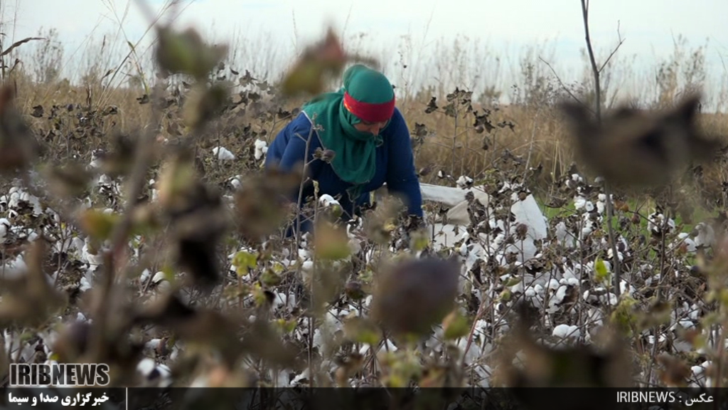 پیش بینی برداشت 10 هزار تن پنبه در پارس آباد