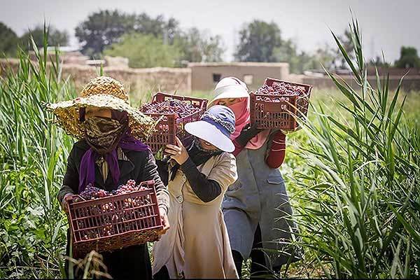 خانه های مهارت روستایی در کرمان ایجاد می شود