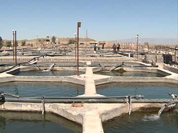 شتاب استان مرکزی در صنعت پرسود خاویار...