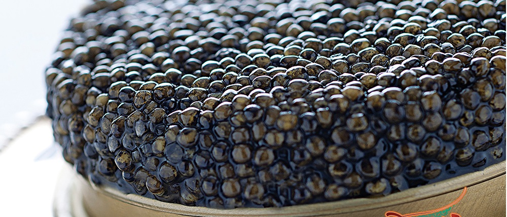 شتاب استان مرکزی در صنعت پرسود خاویار...