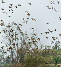 صدور پروانه شکار فصلی در مازندران