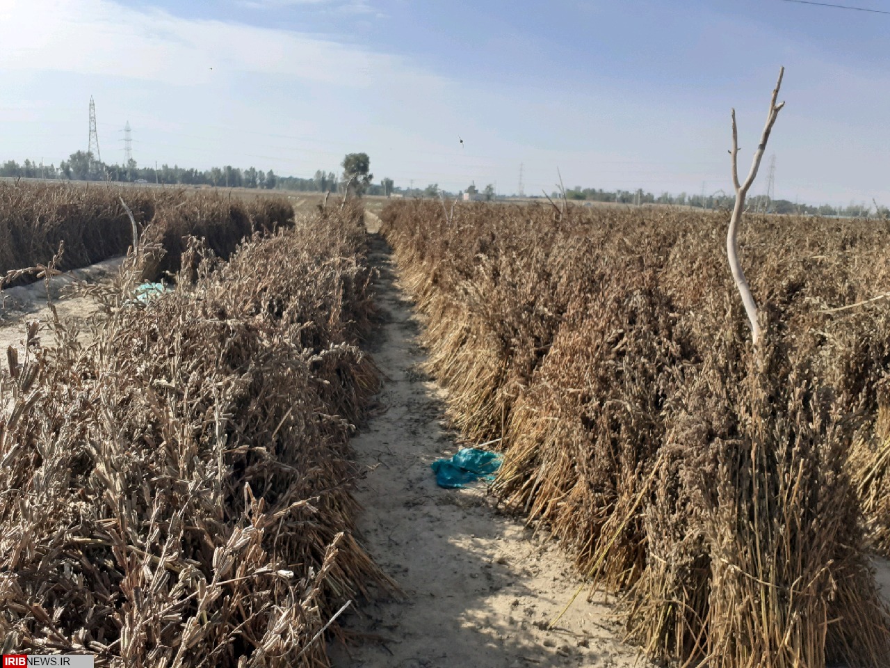 آغازبرداشت کنجد در قطب تولید استان