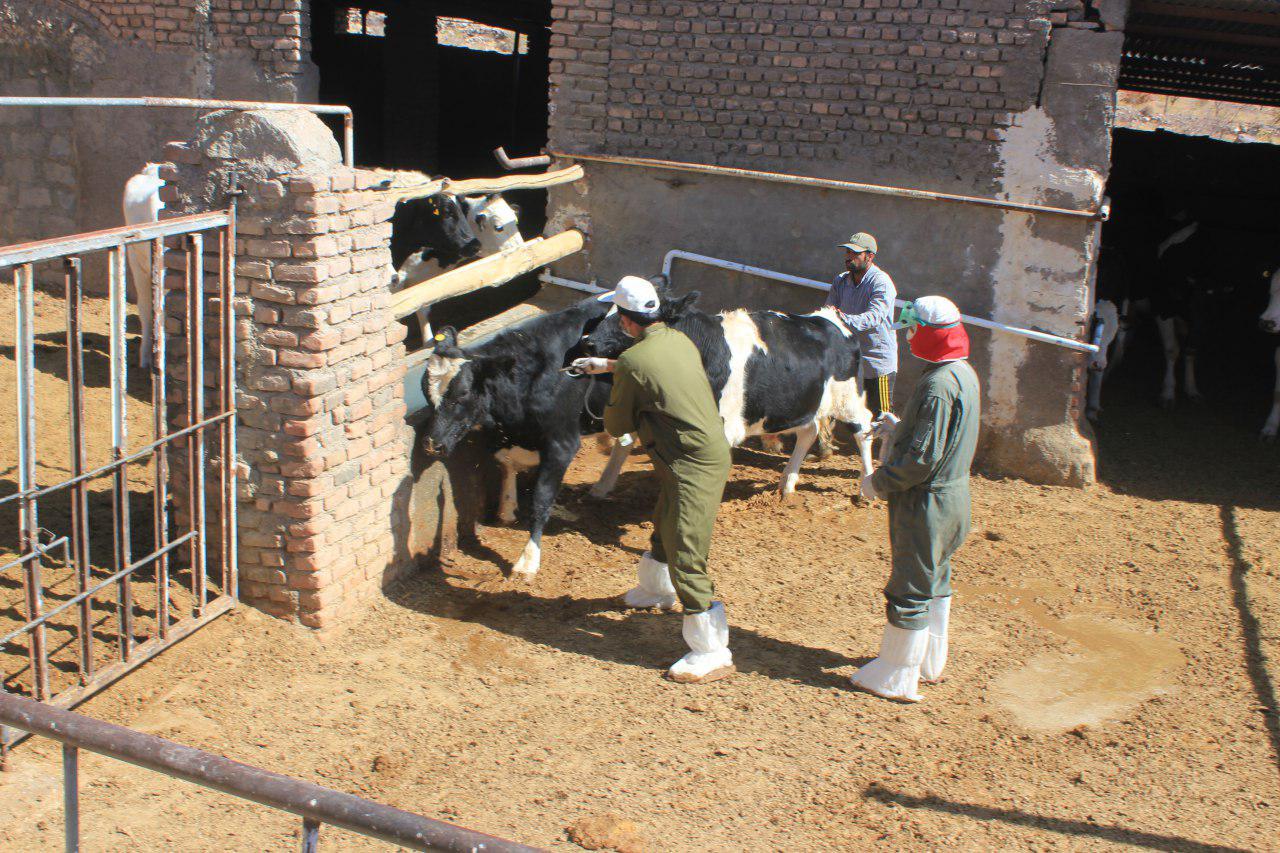 واکسیناسیون دام در حاشیه مناطق حفاظت شده نهبندان واکسیناسیون دام در حاشیه مناطق حفاظت شده نهبندان