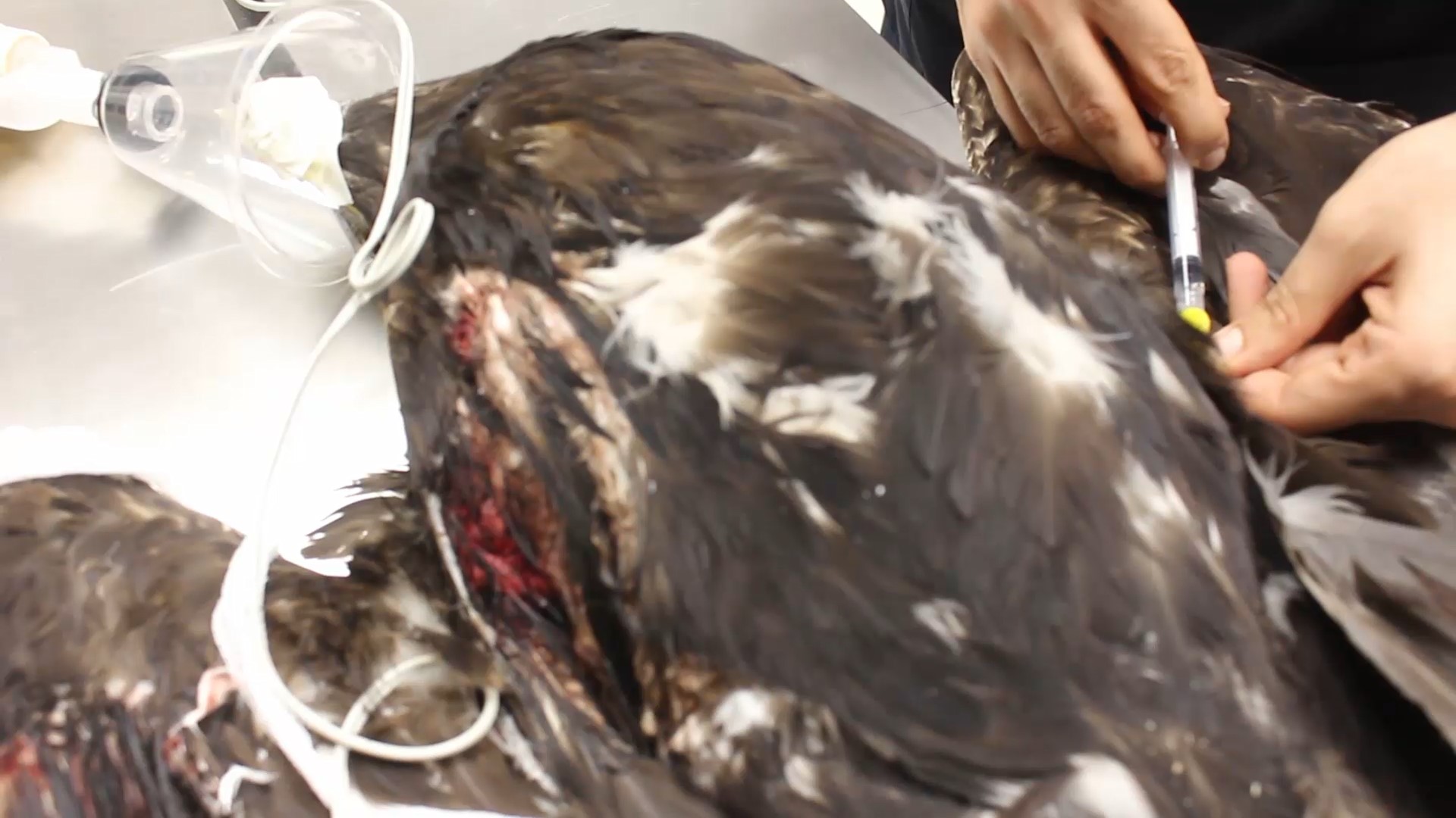 نجات یک بهله عقاب در فریدونکنار