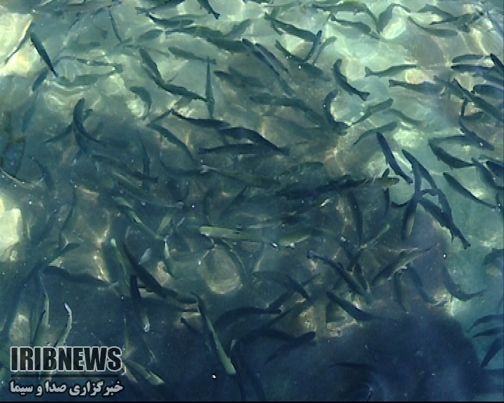 افزایش 55 درصدی تولید ماهی سردابی در خراسان شمالی