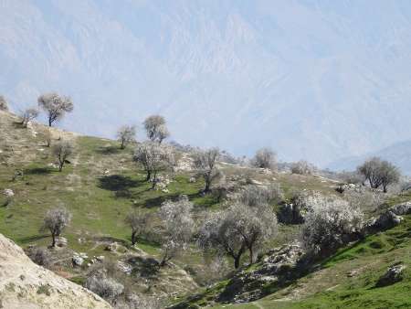 شهرستان کهگیلویه رتبه نخست در طرح بادام کاری کشور