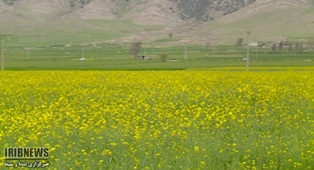 آمادگی برای مبارزه با آفت ملخ صحرایی و بیماری‌های گندم و کلزا