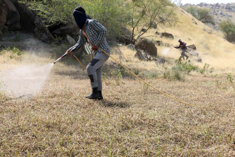 هجوم آفت ملخ به ۹ شهرستان فارس