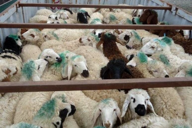 در اجرای طرح مبارزه با قاچاق