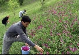 شناسایی7 هزار گونه گیاه در مراتع کشور