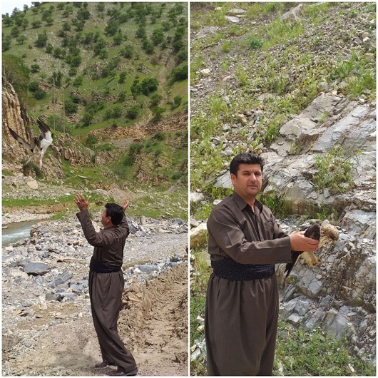 تیمار و رهاسازی یک بهله عقاب در باینگان تیمار و رهاسازی یک بهله عقاب در باینگان