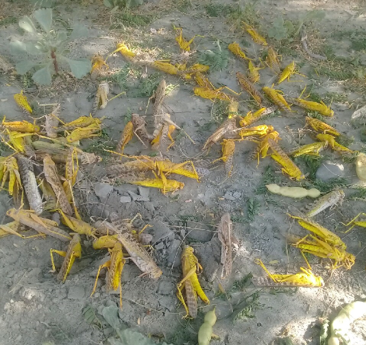 مبارزه با ملخ‌ها در 13هزار هکتار اراضی