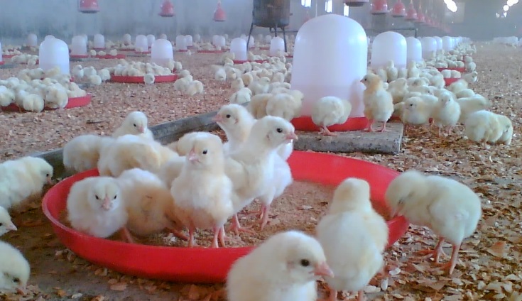 توزیع هفت هزار تن گوشت مرغ در بازار