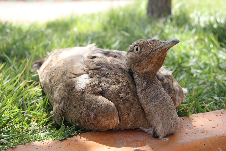 کشف یک قطعه هوبره از یک پراید 