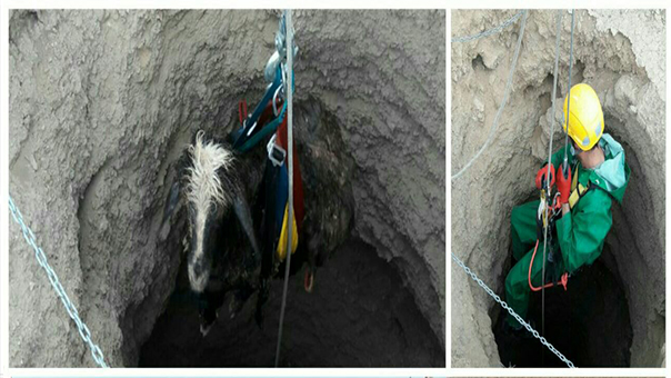 نجات گوسفند بازیگوش از چاه 25 متری