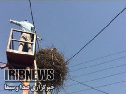 نجات جوجه لک لک با تلاش ماموران برق شهرداری مهاباد نجات جوجه لک لک با تلاش ماموران برق شهرداری مهاباد