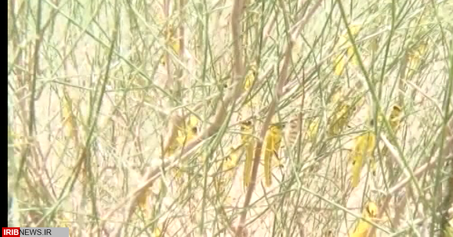 پراکندگی پورههای ملخ صحرایی در ریگان پراکندگی پورههای ملخ صحرایی در ریگان