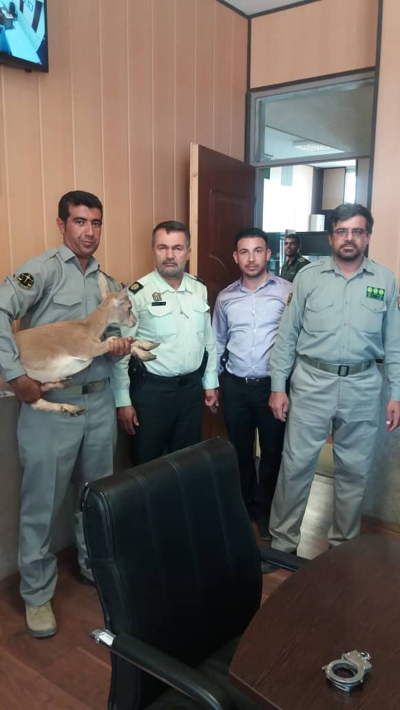 نجات بزغاله وحشی از چنگال صیاد