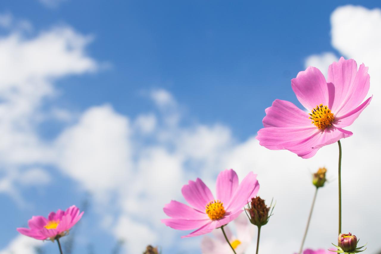 کاهش ۸ تا ۱۰ درجه‌ای دمای هوا در استان قزوین