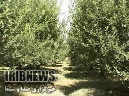 آغاز مبارزه با آفت کرم سیب در باغهای مهاباد آغاز مبارزه با آفت کرم سیب در باغهای مهاباد