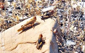 مبارزه با ملخ های صحرایی در سطح بیش از ۸۳۰۰ هکتار از اراضی ایلام