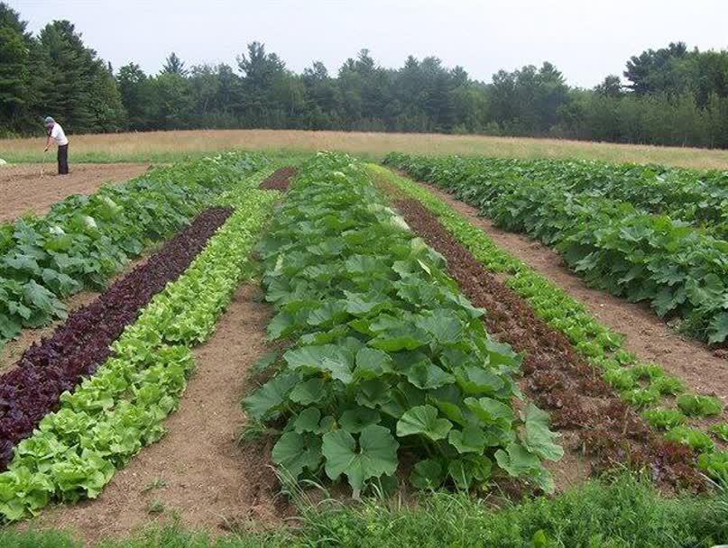 افزایش دو برابری تولید محصول صیفی و سبزی در چهارمحال و بختیاری افزایش دو برابری تولید محصول صیفی و سبزی در چهارمحال و بختیاری