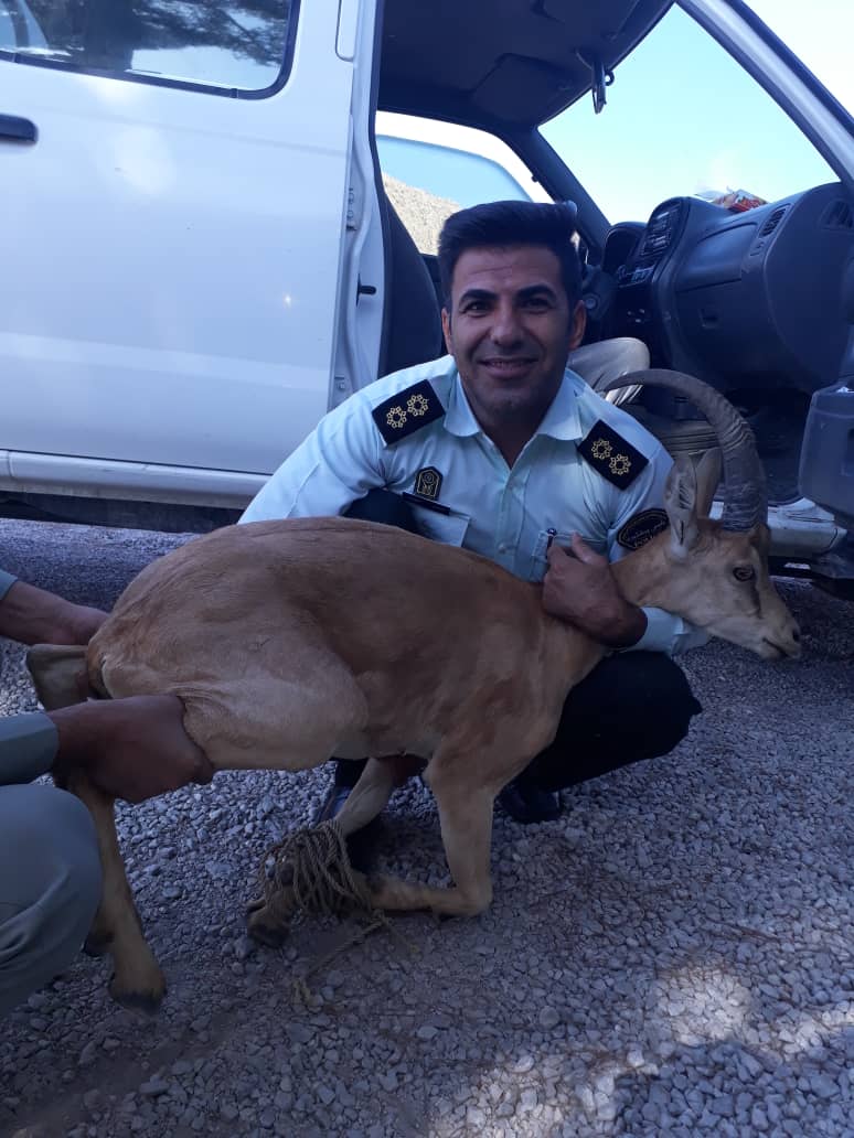 نجات بزغاله وحشی