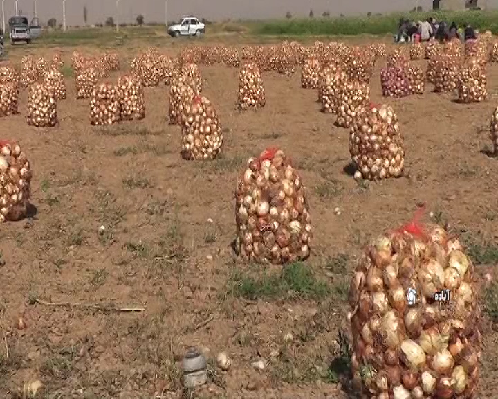 برداشت اولین محصول نشایی شمال فارس در آباده