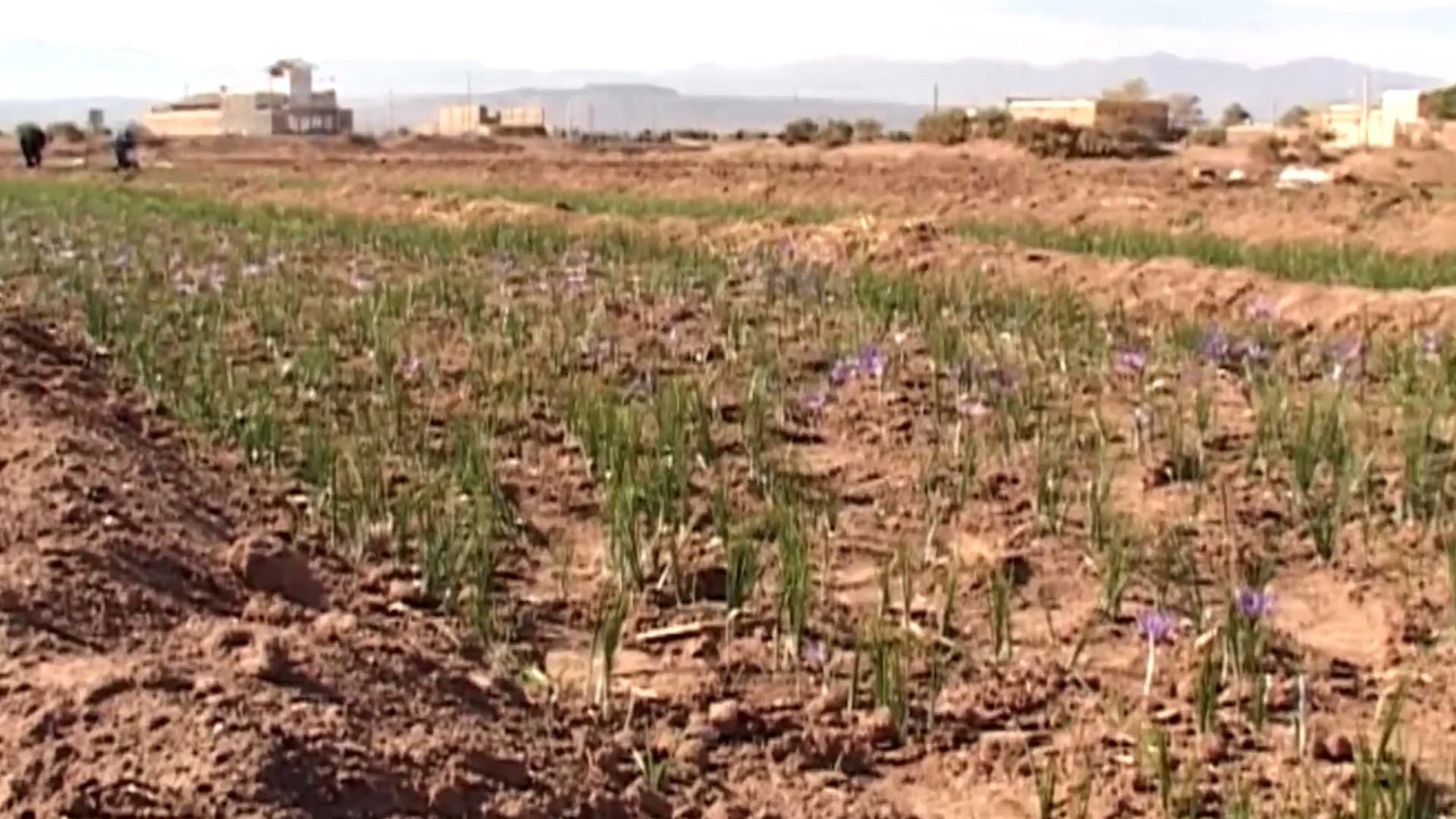 کاهش سطح زیرکشت گیاهان دارویی آران و بیدگل