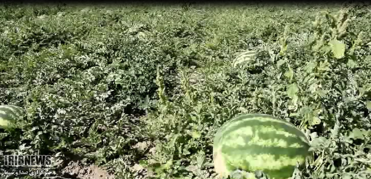 برداشت زود هنگام هندوانه نشائی در قروه