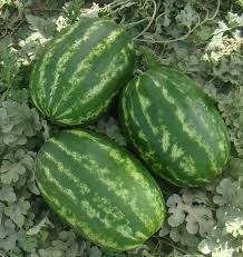 پیش بینی برداشت بیش از ۱۳ هزار تُن هندوانه در استان