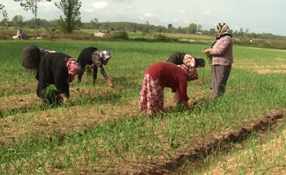 آغاز کشت دوم در گیلان