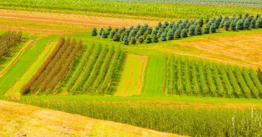 دست یابی به یافته‌های جدید علمی در بزرگترین مزرعه کشاورزی فارس