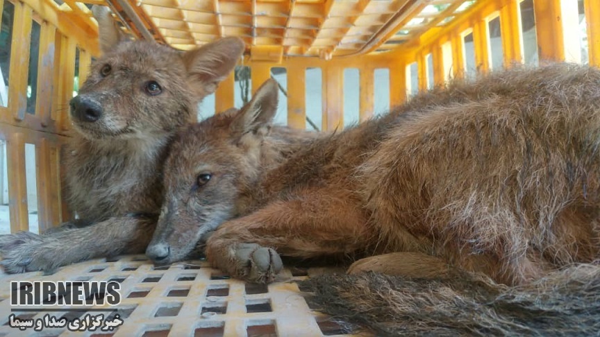 نجات دو شغال گرفتار در چاه کشاورزی