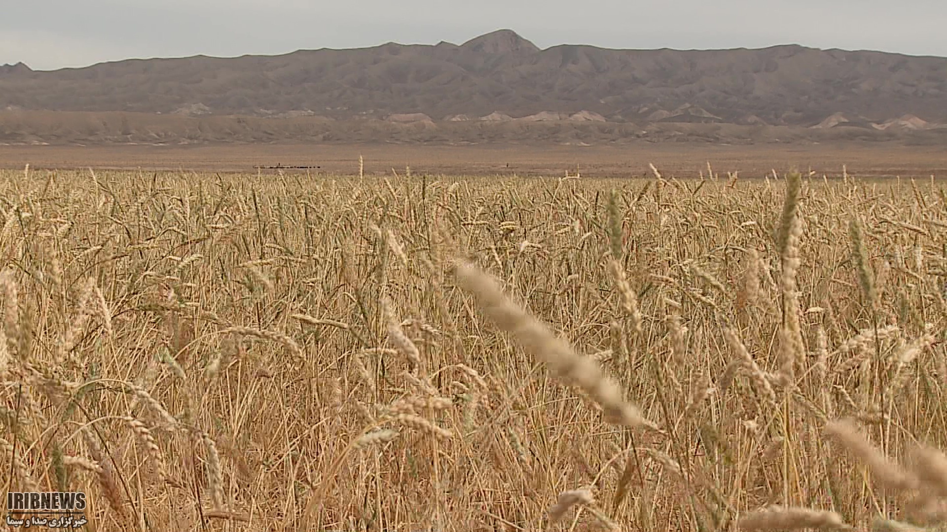 خرید ۱۲ هزار و 500 تن گندم به صورت تضمینی از کشاورزان خراسان جنوبی