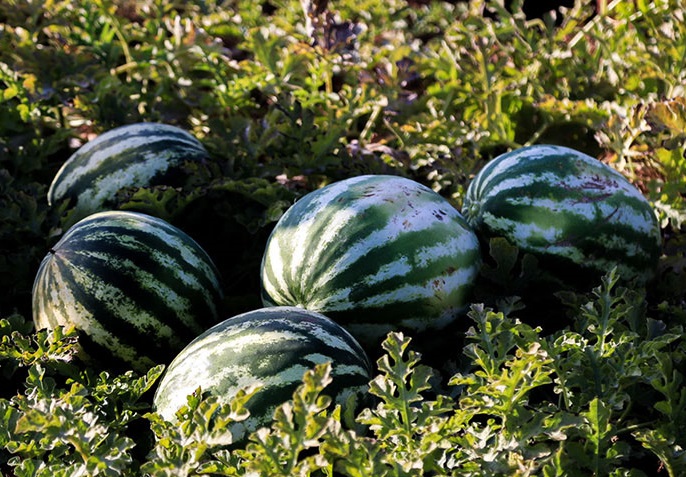 برداشت هندوانه در استان مرکزی