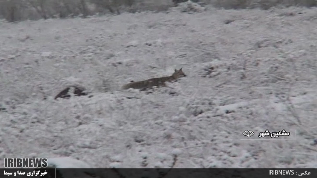 بارش اولین برف پائیزی در ارتفاعات مشگین شهر