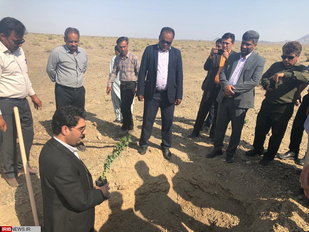 افتتاح طرح600 هکتاری جنگل کاری در رودبار جنوب