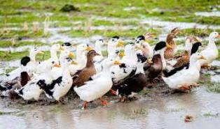 تولید ۴۲ تن گوشت اردک در ساری