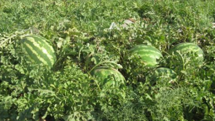 برداشت هندوانه پائیزه در منطقه توکهور وهشتبندی برداشت هندوانه پائیزه در منطقه توکهور وهشتبندی