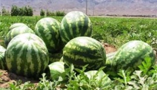 آغاز برداشت هندوانه در جاسک