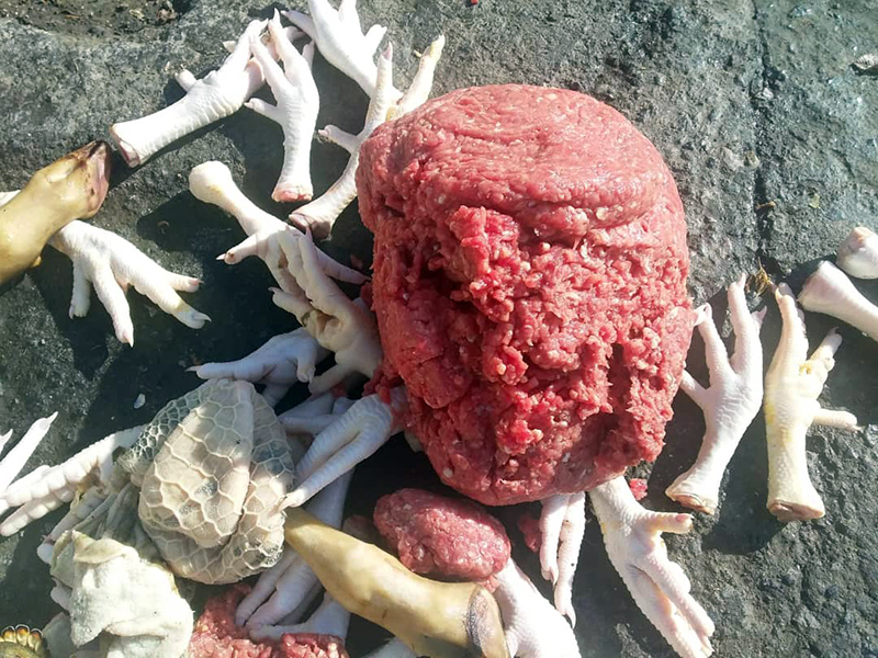 کشف ۳۱۰ کیلوگرم کله پاچه و آلایش دامی غیربهداشتی در کرمانشاه